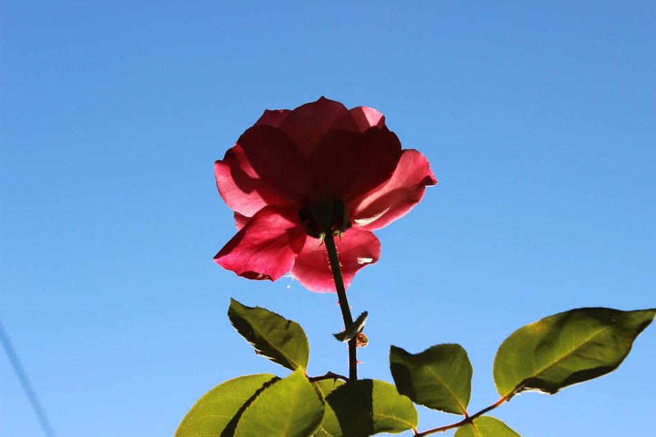 delicate rose against the blue sky