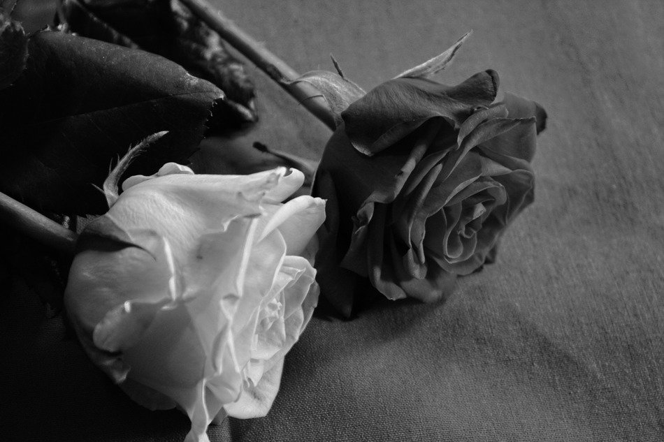 two contrasting roses in black and white background