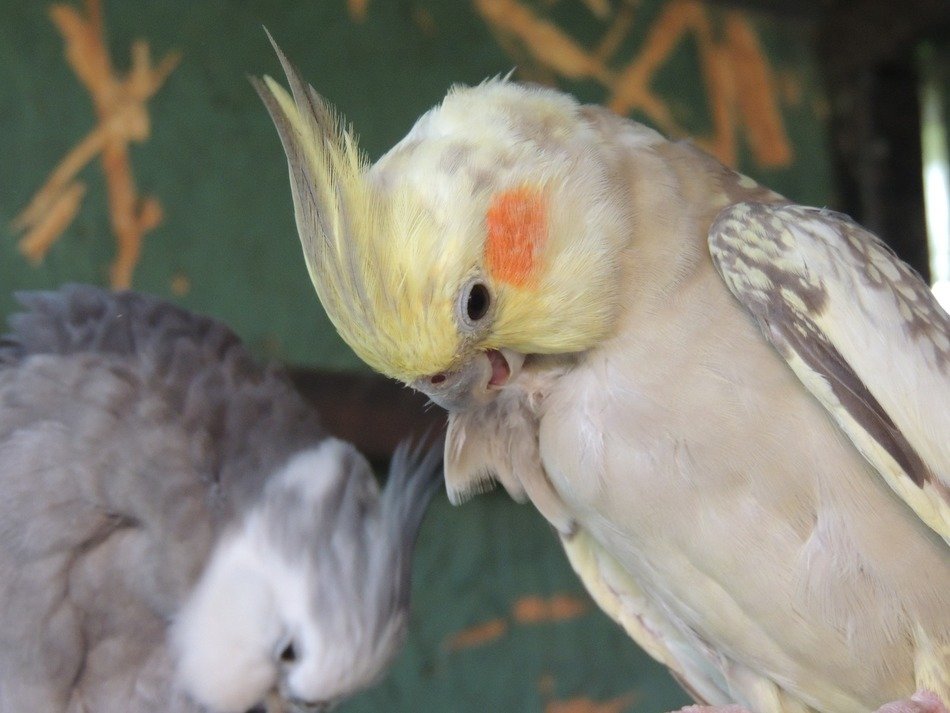 parrots in nature