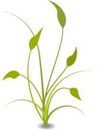 green plant at white Background, drawing