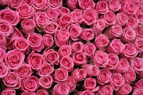 a large number of pink roses