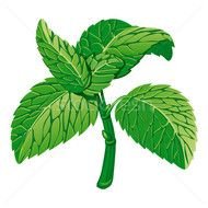 Foto Stock Ilustraci oacuten De Mint Vector Illustration EPS V