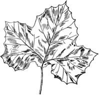 big Leaves Drawing