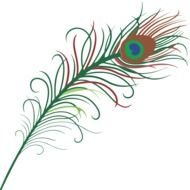 drawing of an isolated peacock feather