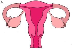 image of the uterus on a white background