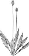 Plantain Clipart drawing
