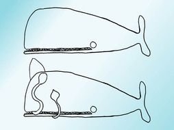 Whale as a Drawing