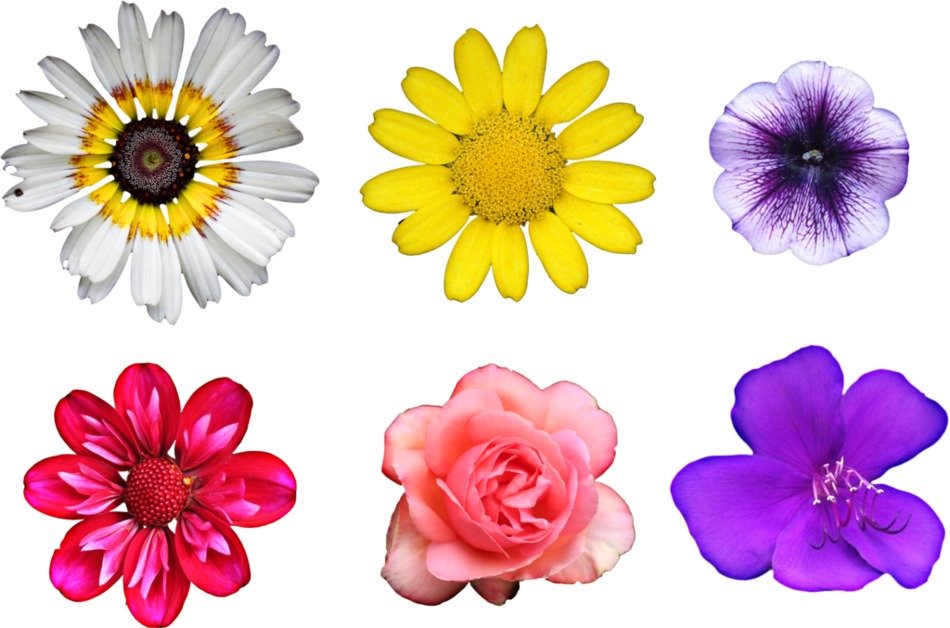 clip art with garden flowers