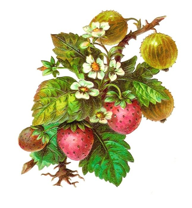 gooseberries and strawberries on a branch as a graphic illustration