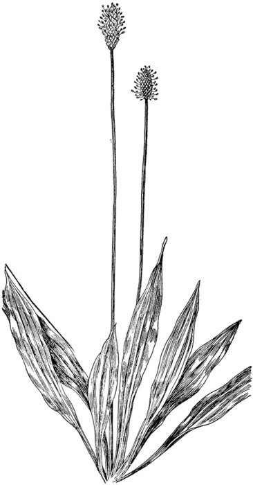 Plantain Clipart drawing