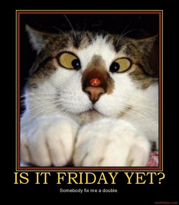 Funny Friday Cats