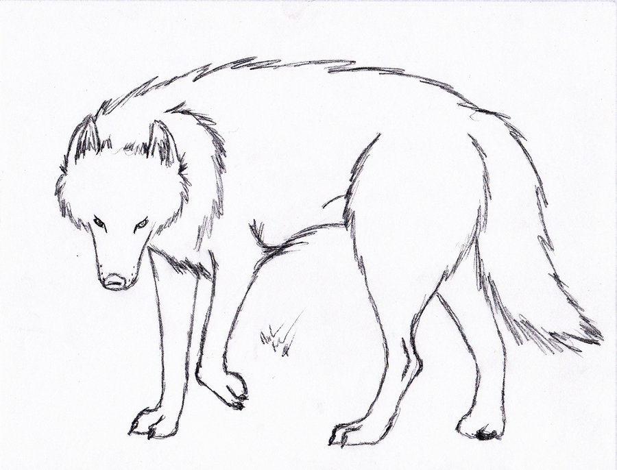 Big Wolf Line Drawing Free Image Download