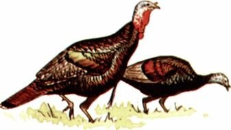Wild Turkey Clip Art Free
