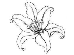 Lily Flower Coloring Pages drawing
