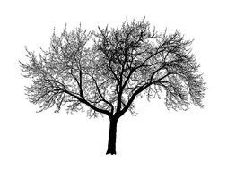 illustration of the black Tree Silhouette