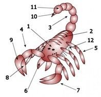 Scorpion Anatomy Diagram