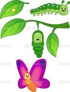 Butterfly Metamorphosis