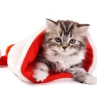 Cute Christmas Cat in hat