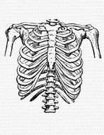 Rib Cage Clip Art N6