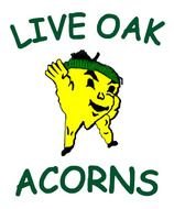 Live oak acorns drawing