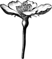 flower on the stem as a graphic illustration