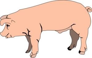 cute Pig, side view