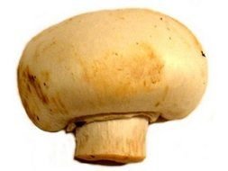 Fresh white mushroom