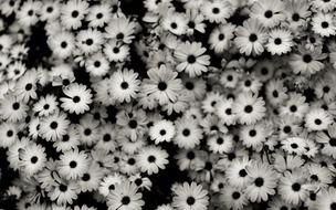 Tumblr Black And White Flowers drawing