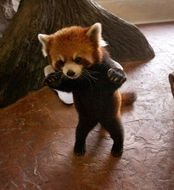 Cute Baby Red Pandas