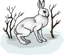 Rabbit Clipart N2