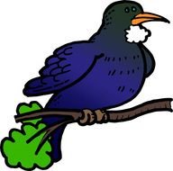 Tui Bird Clip Art