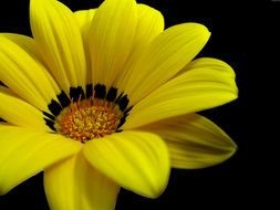 Big Yellow daisy Flower at darkness