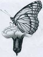 Butterfly and flower Pencil Drawing