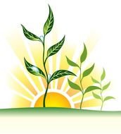 Water Plants Clip Art N10