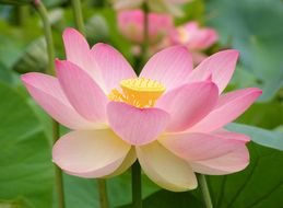 Colorful open flowers with the colorful cores