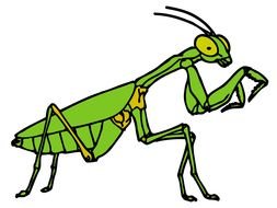 green grasshopper Clip Art