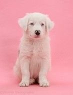 Sitting Cute puppy dog at Pink background