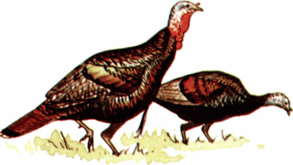 Wild Turkey Clip Art Free