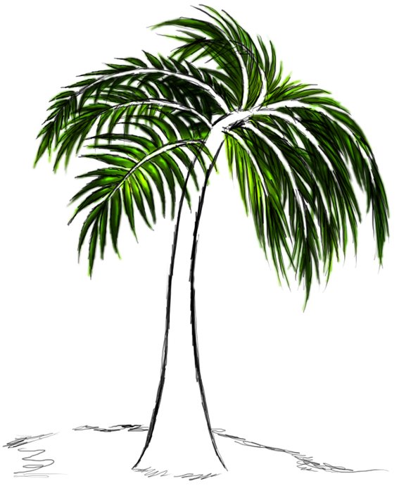 sketch of Palm Tree