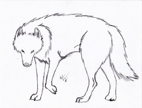 Big Wolf Line Drawing free image download