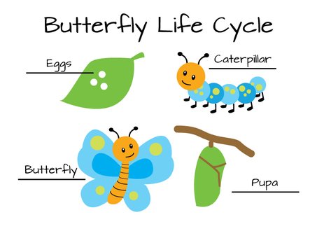 Butterfly Life Cycle Printable N2