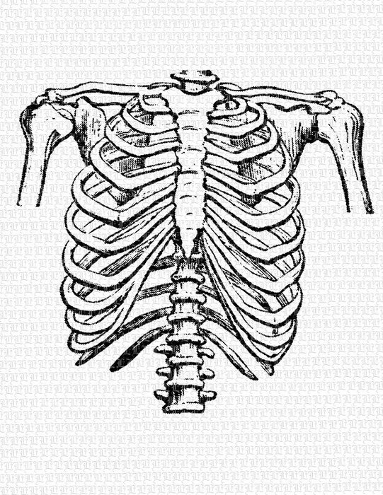 Rib Cage Clip Art N6