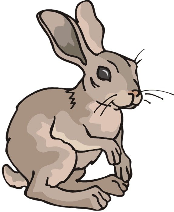 Rabbit Clipart N3
