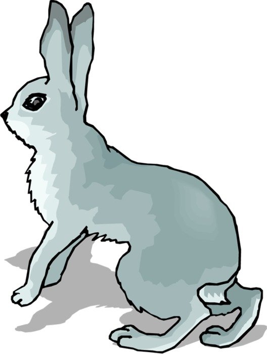 Rabbit Clipart N4