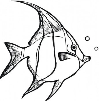 Tropical Fish Coloring Pages N3
