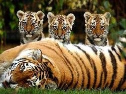 Cute Endangered Animals