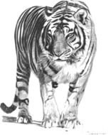 Bengal Tiger Clip Art N6