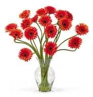 Clip art of potted Daisy Flowers