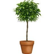 Fig Tree Clip Art N6