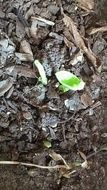 Picture of green plant in a dirt
